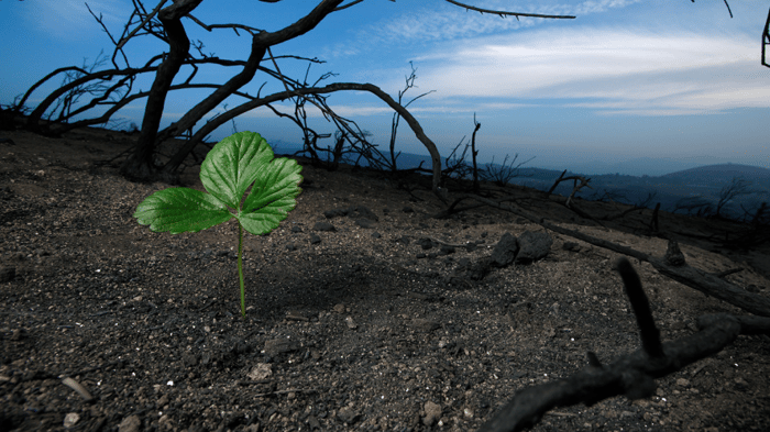 Fire Restoration